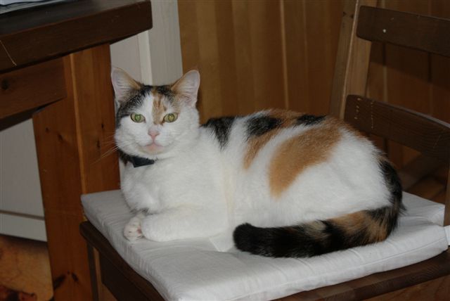 vermist-lapjespoes-daisy