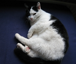 vermist-poes-mickey-260x220